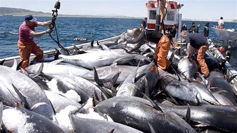 The Big Catch of Giant Bluefin Tuna Watch the Entire Process .